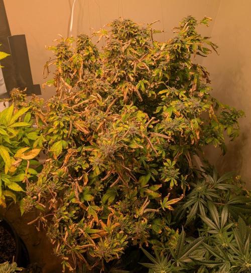 Gushers. Week 25