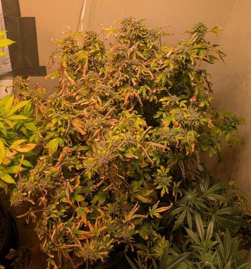 Gushers. Week 25