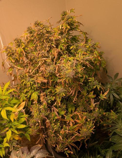 Gushers. Week 25
