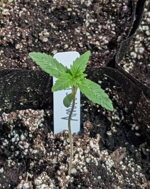 Amnesi-K Haze. Week 1