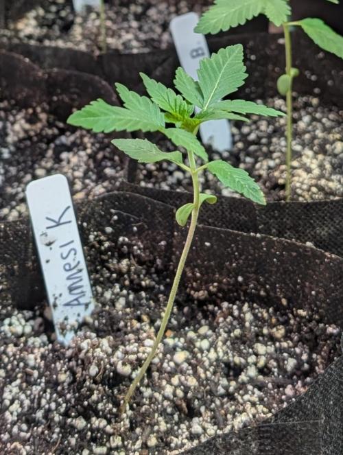 Amnesi-K Haze. Week 1