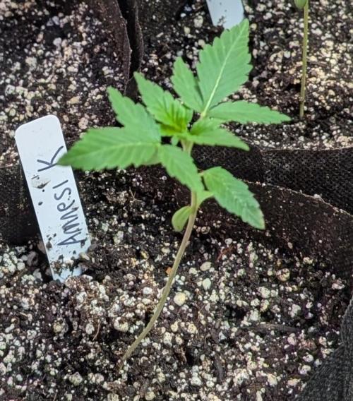 Amnesi-K Haze. Week 1