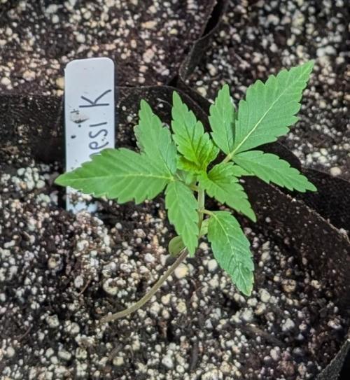 Amnesi-K Haze. Week 1