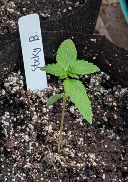 Sticky Broccoli. Week 1