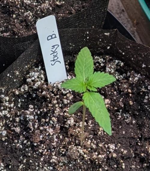 Sticky Broccoli. Week 1