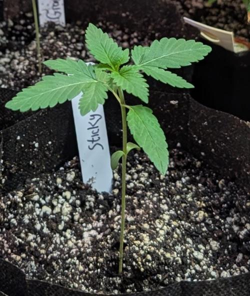 Sticky Broccoli. Week 1