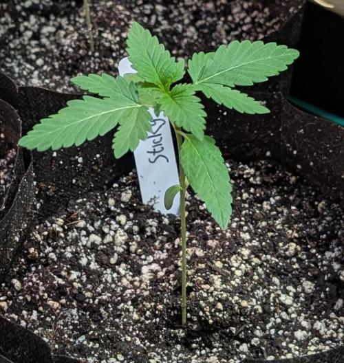 Sticky Broccoli. Week 1