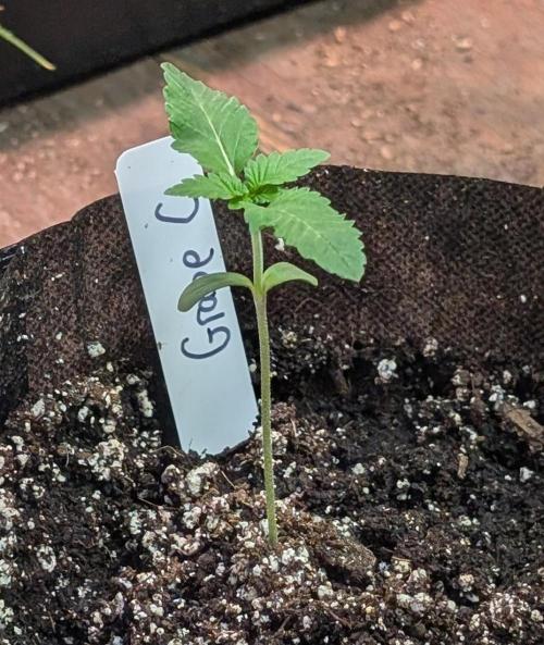 Grape and Cream. Week 1