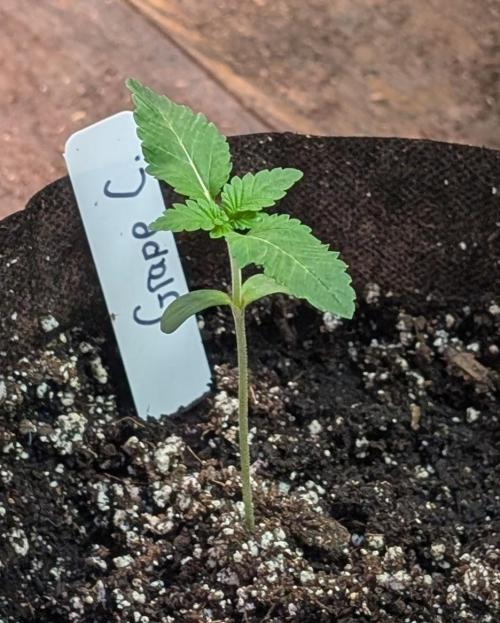 Grape and Cream. Week 1