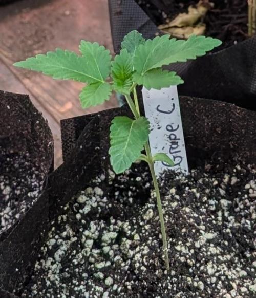 Grape and Cream. Week 1