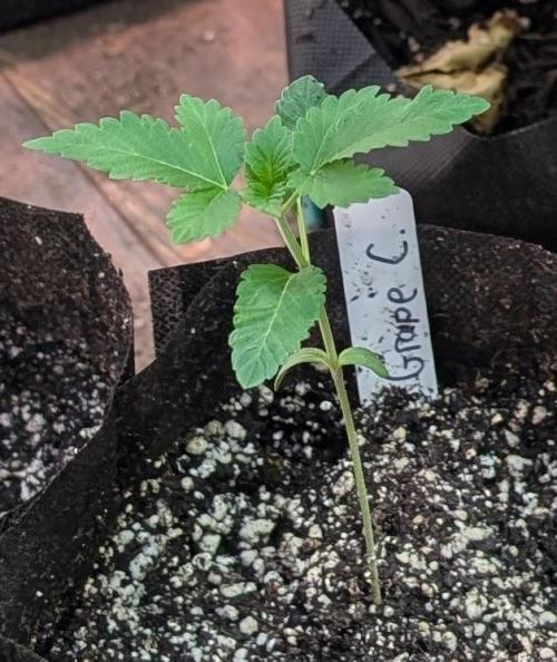 Grape and Cream. Week 1