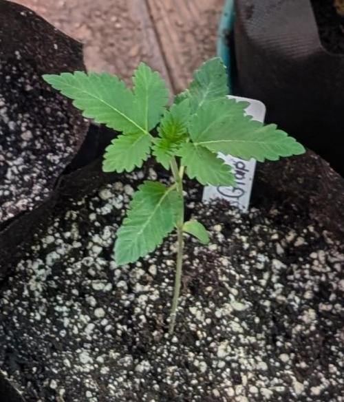 Grape and Cream. Week 1
