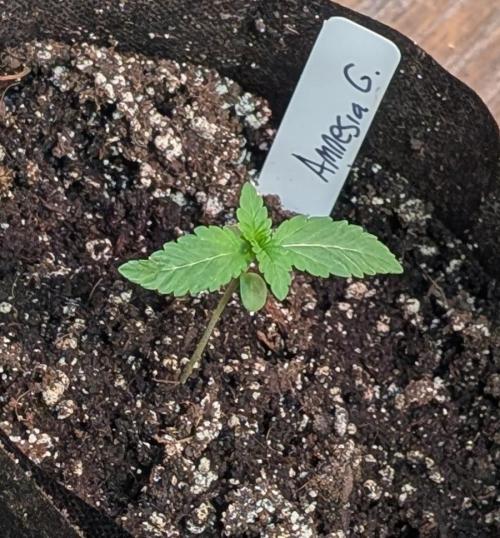 Amnesia Gas. Week 1