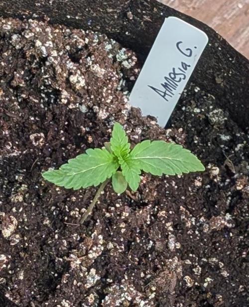 Amnesia Gas. Week 1