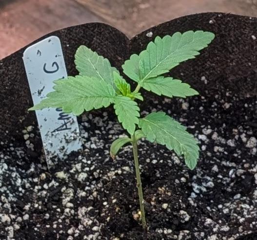 Amnesia Gas. Week 1