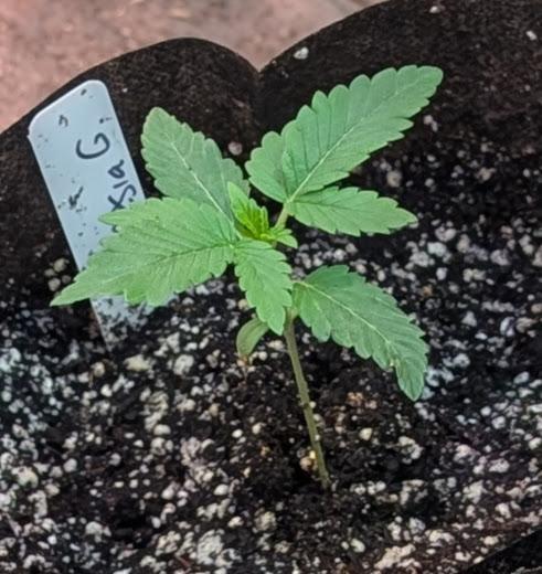 Amnesia Gas. Week 1