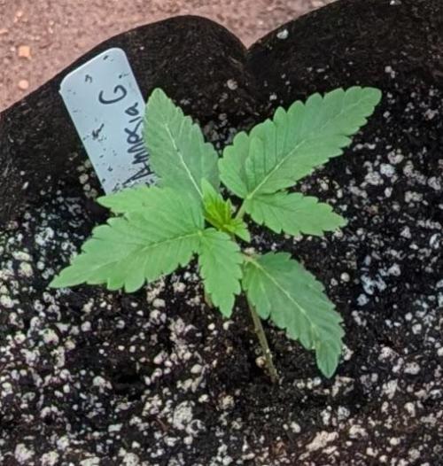 Amnesia Gas. Week 1