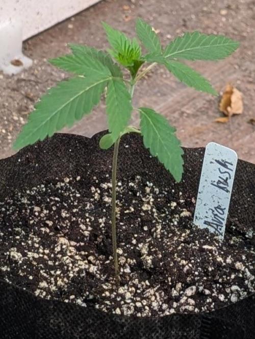 Aura Hash. Week 1