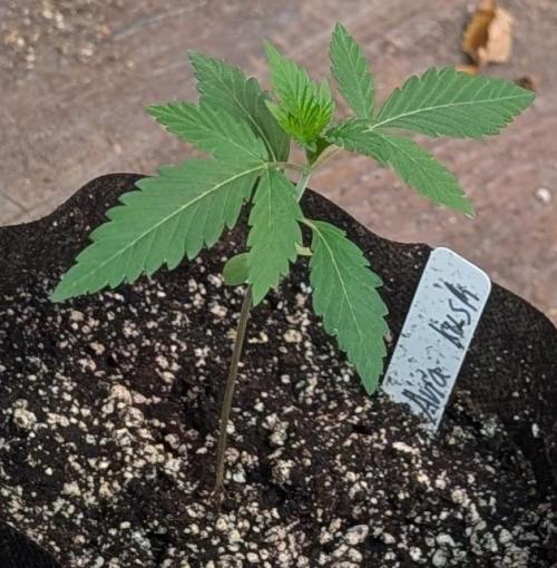 Aura Hash. Week 1