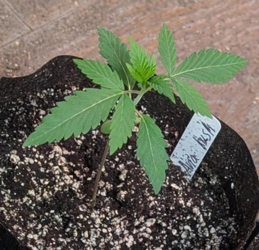 Aura Hash. Week 1