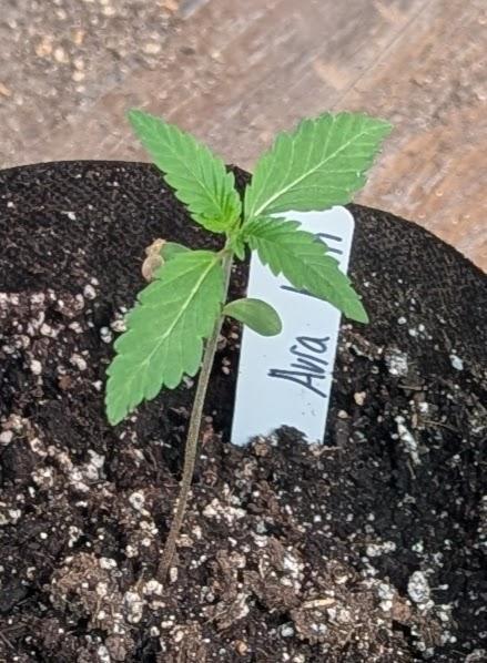 Aura Hash. Week 1