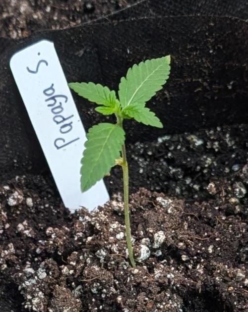 Papaya Stank. Week 1