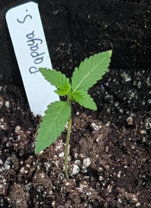 Papaya Stank. Week 1