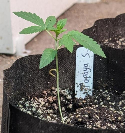 Papaya Stank. Week 1