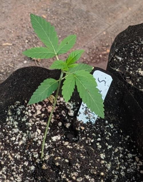 Papaya Stank. Week 1
