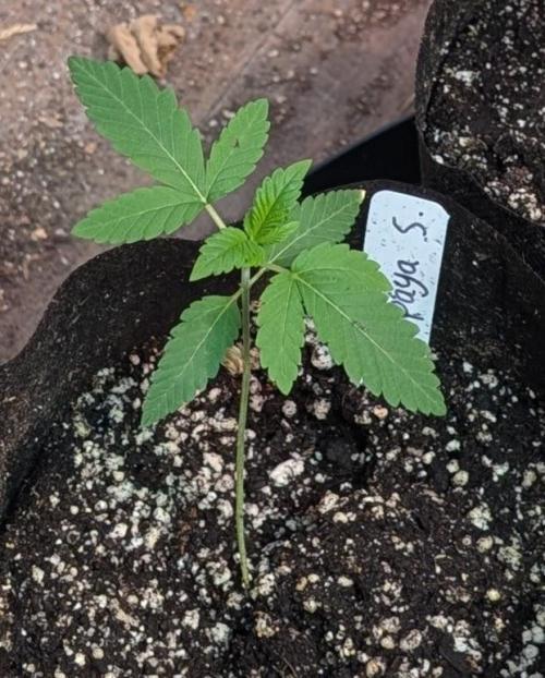Papaya Stank. Week 1