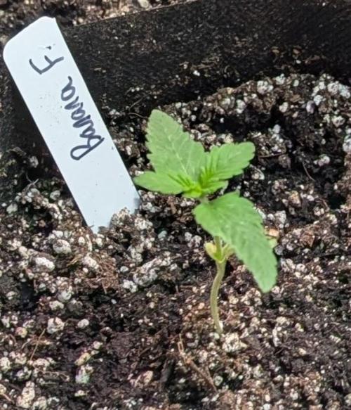 Banana Fumes. Week 1