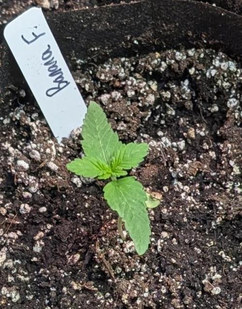 Banana Fumes. Week 1