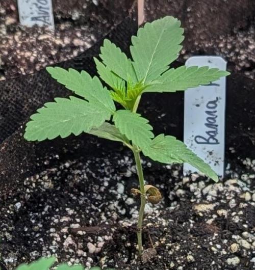 Banana Fumes. Week 1