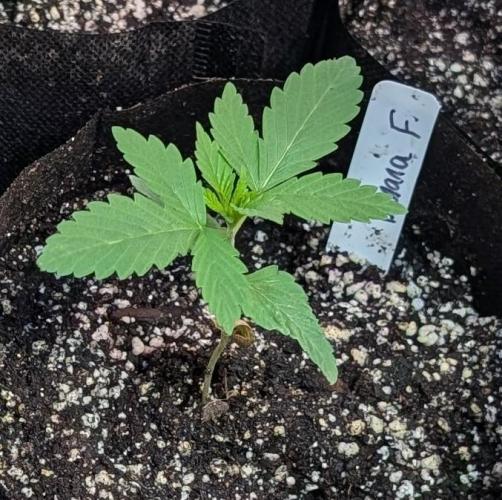 Banana Fumes. Week 1