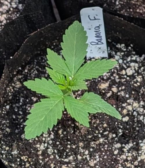 Banana Fumes. Week 1