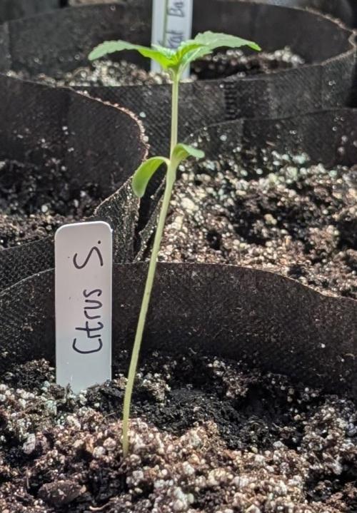Citrus Slurp. Week 1
