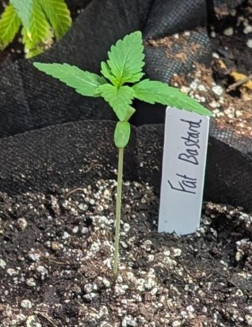 Fat Bastard. Week 1