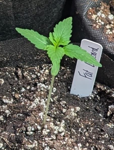 Fat Bastard. Week 1