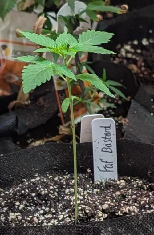 Fat Bastard. Week 1