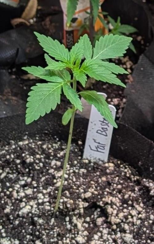 Fat Bastard. Week 1