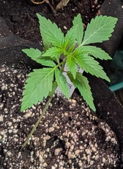 Fat Bastard. Week 1