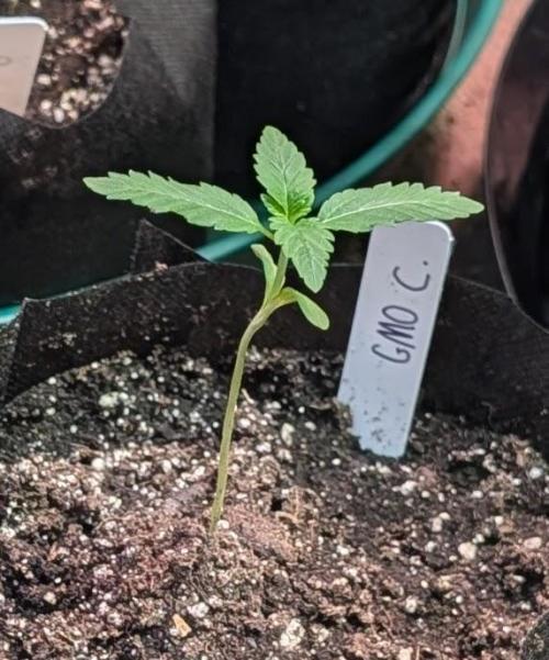 GMO Cookies. Week 1
