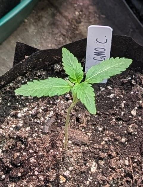 GMO Cookies. Week 1