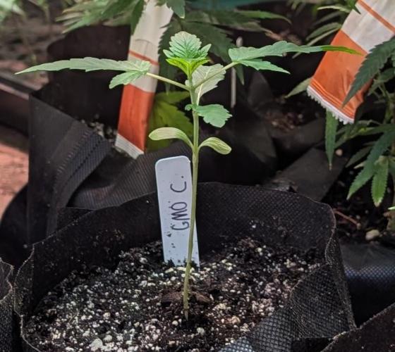 GMO Cookies. Week 1