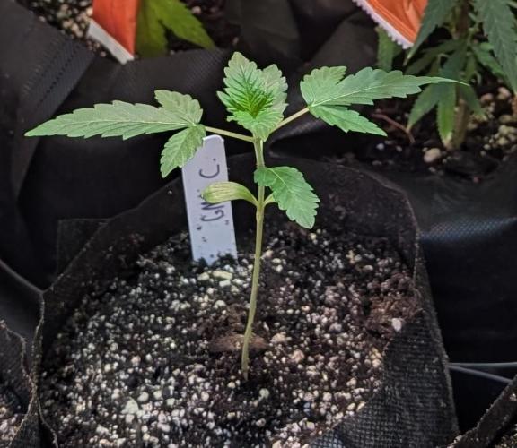 GMO Cookies. Week 1