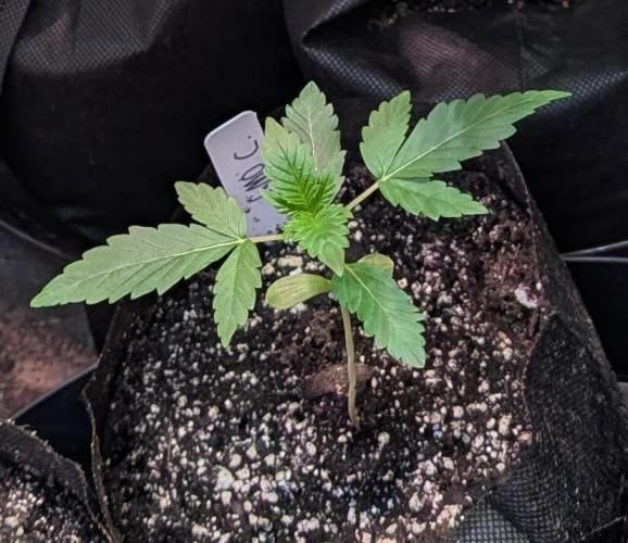 GMO Cookies. Week 1
