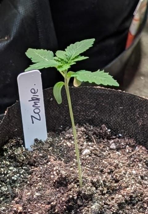 Grampa Zombie. Week 1