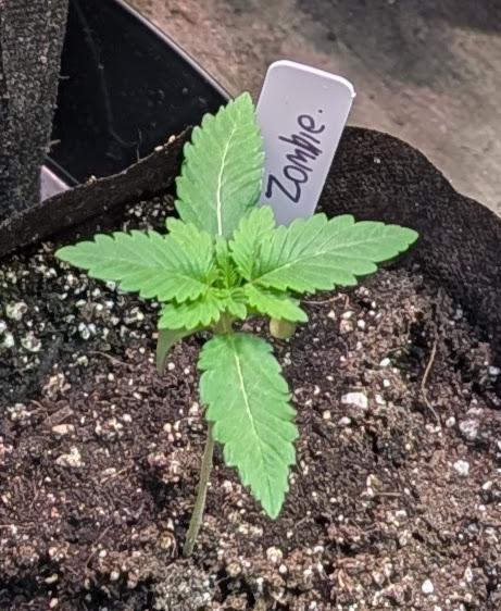 Grampa Zombie. Week 1