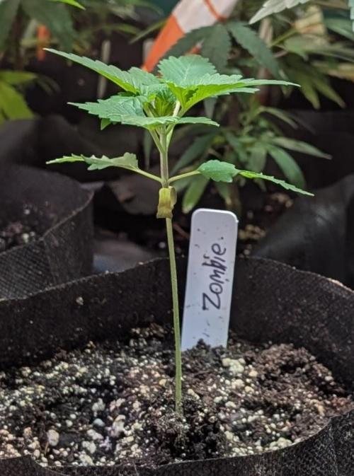 Grampa Zombie. Week 1
