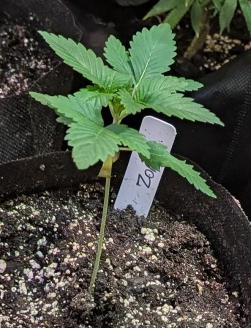 Grampa Zombie. Week 1